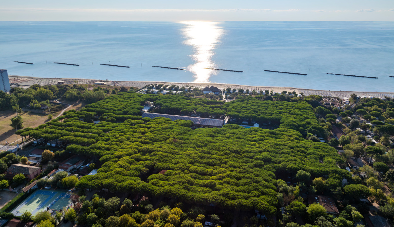 Vista aerea di una pineta lussureggiante vicino al mare con spiaggia e sole scintillante.