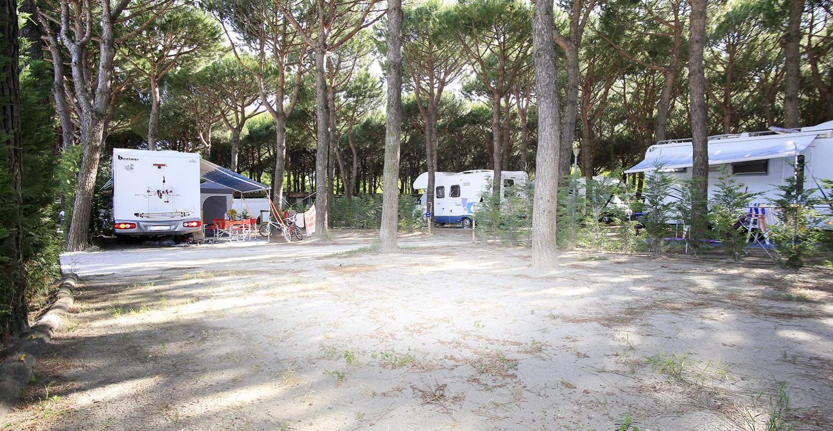 Camper sotto pini, atmosfera serena, ombra fresca, biciclette pronte per l'avventura.