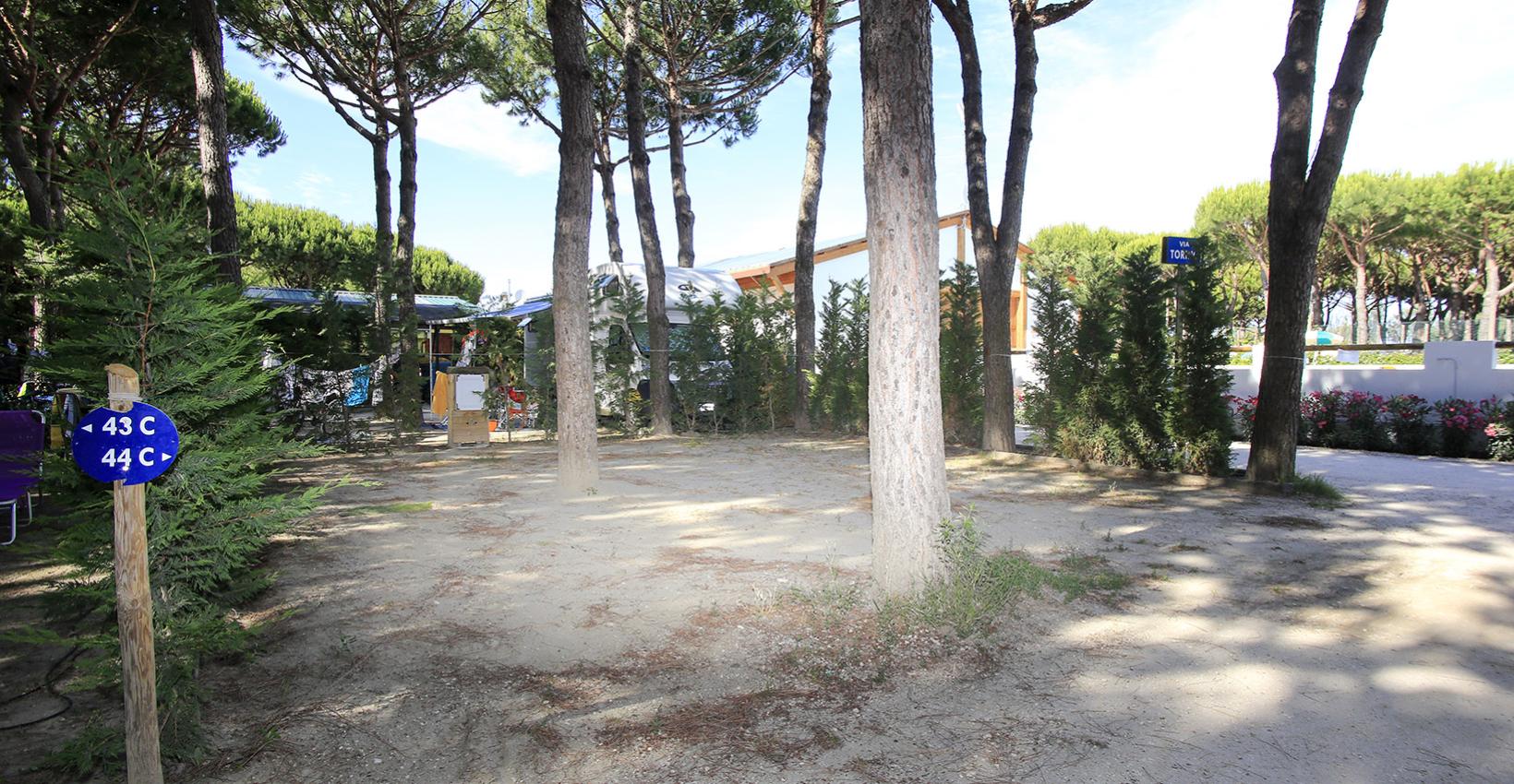 Area campeggio ombreggiata da pini, atmosfera tranquilla e natura rigogliosa.