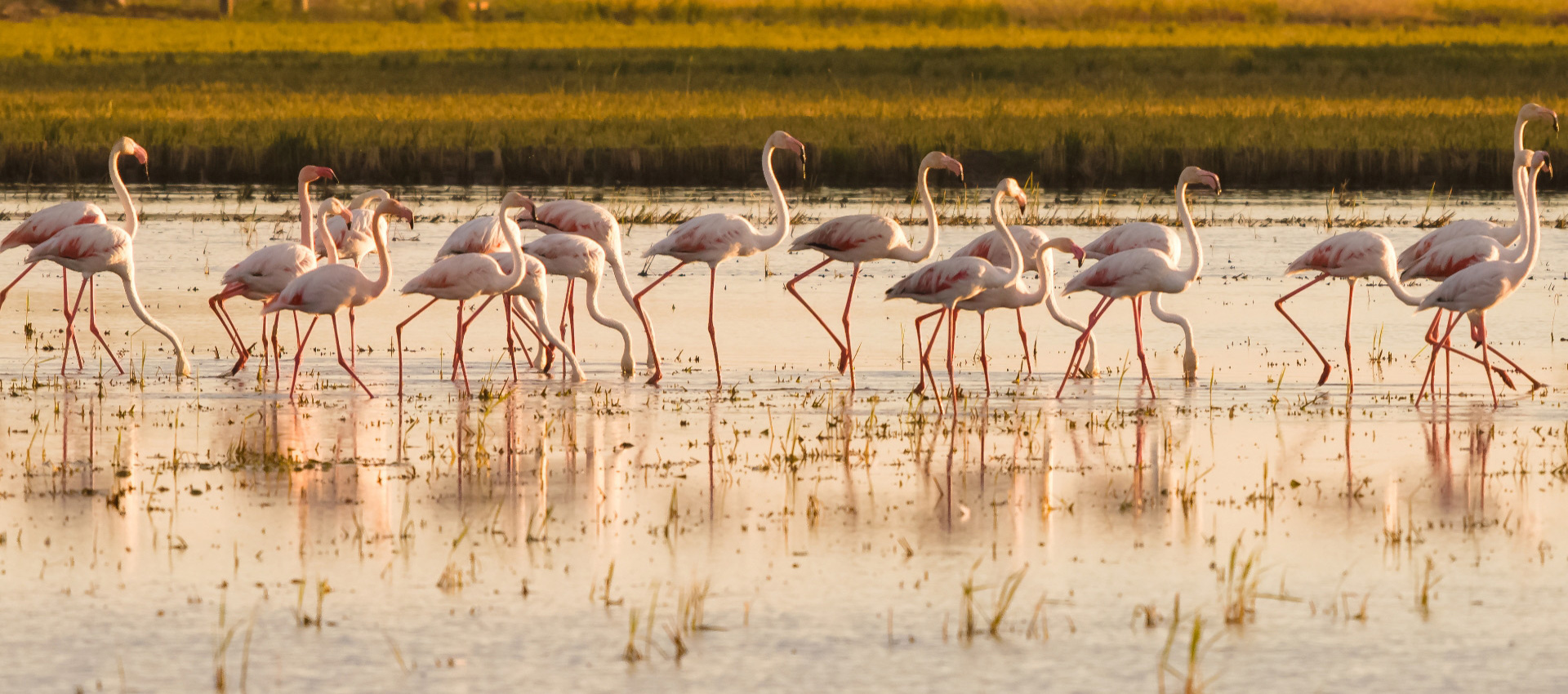 Fenicotteri rosa camminano nell'acqua al tramonto, creando un'atmosfera serena e magica.