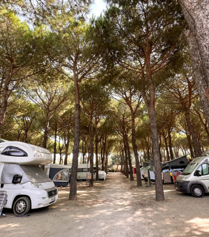 Camper tra pini maestosi, luce filtrante, atmosfera di pace e avventura nella natura.