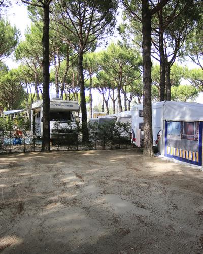 Campeggio tra pini, roulotte, tende e sole filtrato, atmosfera tranquilla e naturale.