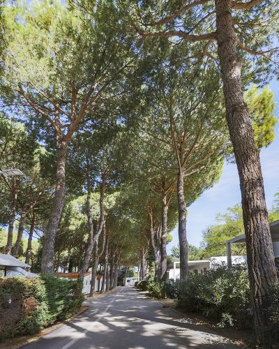 Strada alberata, pini alti, ombra fresca, atmosfera serena, cielo azzurro, natura rigogliosa.