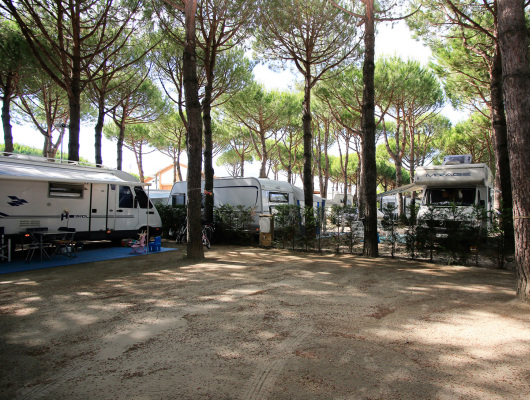 Campeggio ombreggiato da pini, camper parcheggiati, atmosfera di relax e natura.