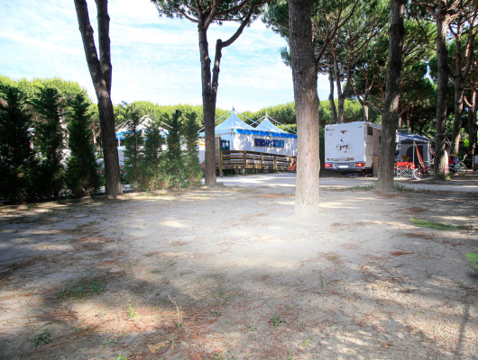 Campeggio ombreggiato, pini alti, camper parcheggiato, atmosfera tranquilla e rilassante.