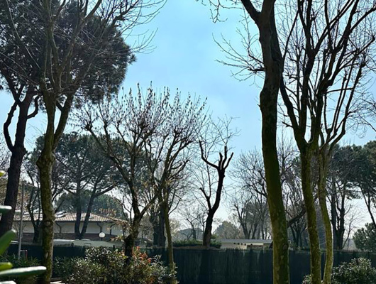 Giardino soleggiato con alberi spogli, prato verde e atmosfera serena e tranquilla.