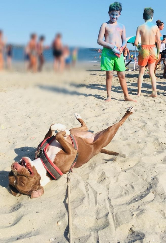 Cane felice rotola sulla sabbia, bambini colorati giocano allegri sulla spiaggia.