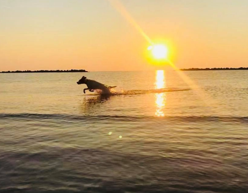 Un cane corre felice nell'acqua al tramonto, con il sole che splende.